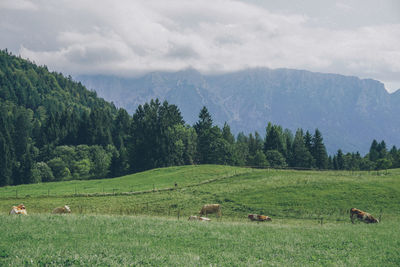 Cows grazing on field against sky