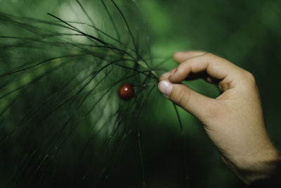 Close-up of hand holding berry fruit