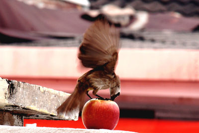 Close-up of bird earing fruit