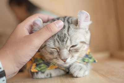 Close-up of hand holding cat