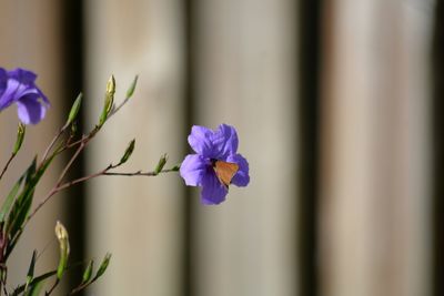 Brown moth pollinating purple mexican petunia or bluebell, ruellia simplex or britton's wild petunia