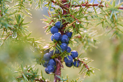 Close-up of blue berries on tree