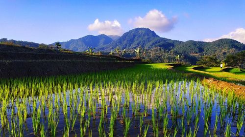 Scenic view of agricultural field against sky