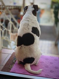 Close-up of a cat on table