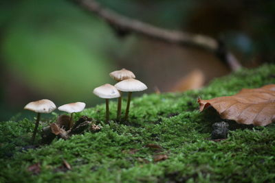Close-up of mushrooms growing on field
