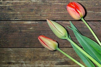 Close-up of tulips on table