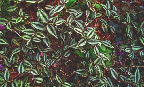 Full frame shot of plants growing on field