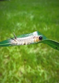 Close-up of insect on grass