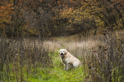 Portrait of dog running in forest