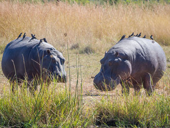 Two hippotamus with birds sitting on them in moremi game reserve, botswana, africa