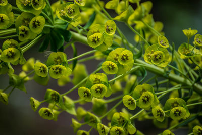 Close-up of plants