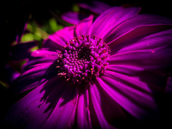 Close-up of purple flowers