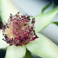 Close-up of flowers against blurred background