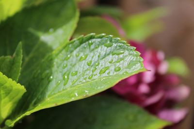 Close-up of water drops on leaf