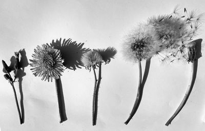 Close-up of wilted plant against white background