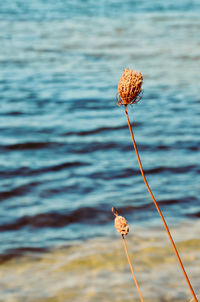 Close-up of flowering plant against sea