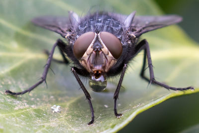 Close-up of blowfly perching on leaf