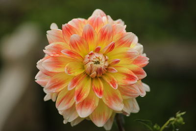 Close-up of pink flower