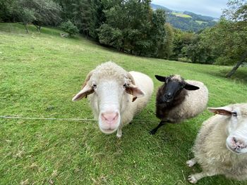 Sheep in a field