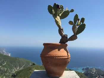 Potted prickly pear cactus against sky