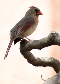 Low angle view of bird perching on branch