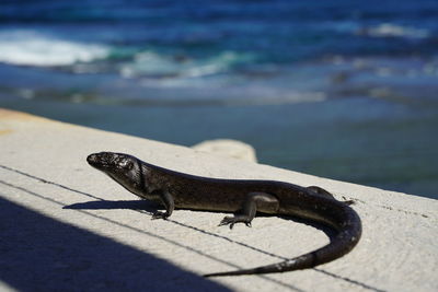 Close-up of a lizard on the sea