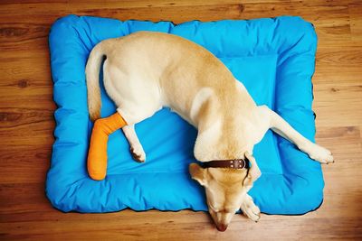 High angle view of dog sleeping on pet bed