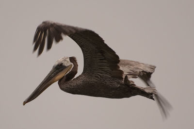 Close-up of bird on wall