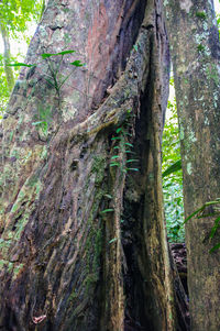 Close-up of tree trunk in forest