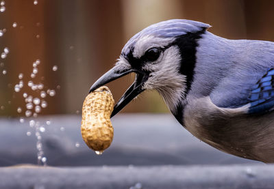 Close-up of bird perching on plant