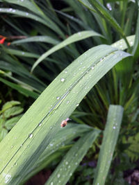 Close-up of wet grass