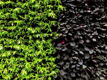 Wall of leaves and green color brown color