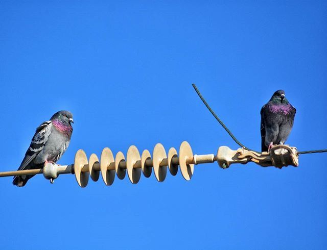 bird, animal themes, animals in the wild, wildlife, perching, low angle view, clear sky, blue, pigeon, one animal, perched, two animals, copy space, spread wings, avian, day, outdoors, full length, seagull, cable