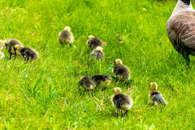 Goslings on grassy field