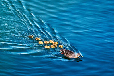 High angle view of duck family swimming in sea