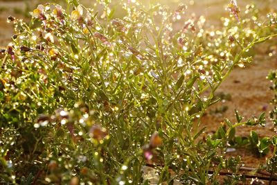 Close-up of fresh plants