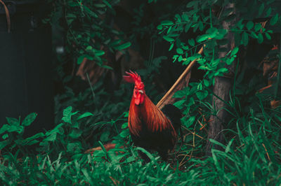 View of a bird on land