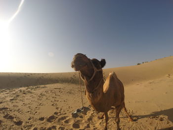 Horse on sand dune against clear sky