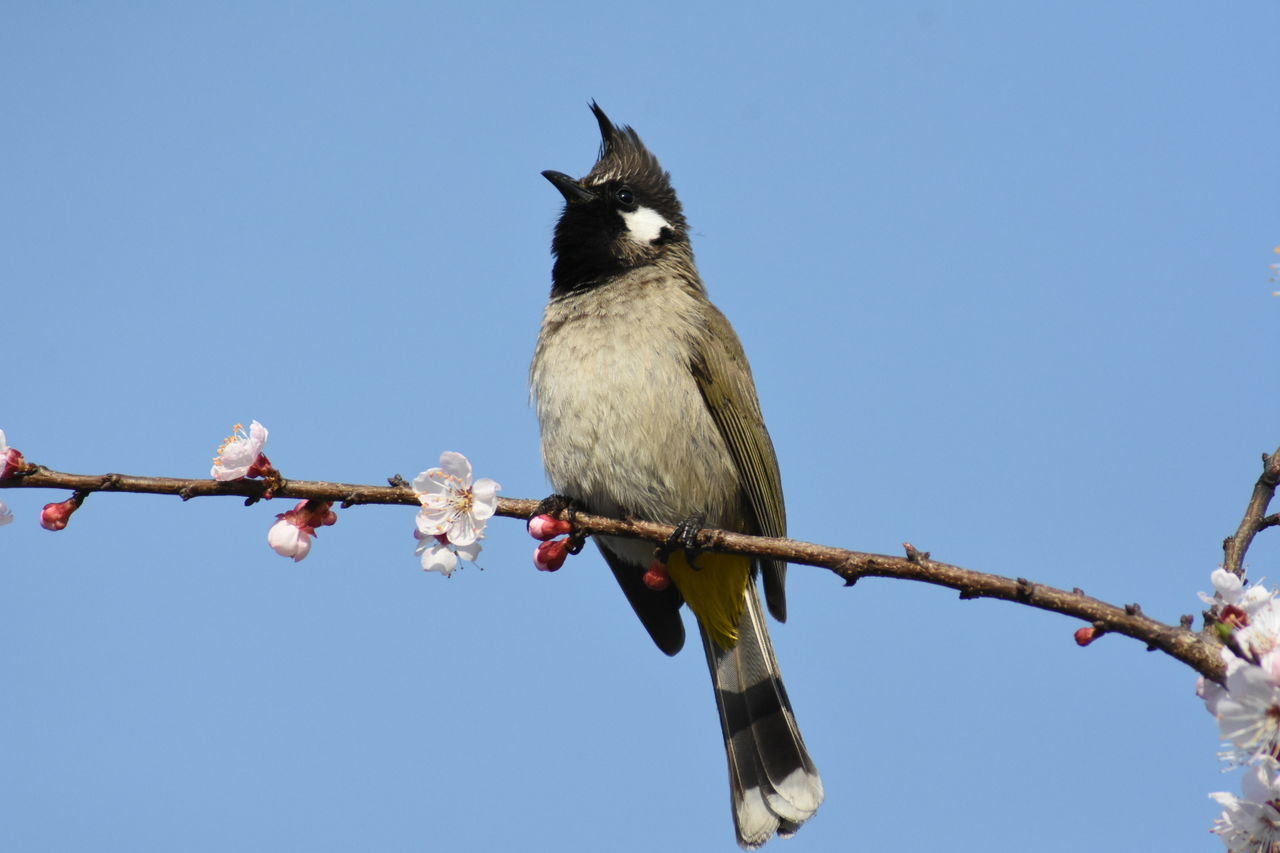 LOW ANGLE VIEW OF BIRD PERCHING ON BRANCH