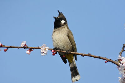 Low angle view of bird perching on branch against sky