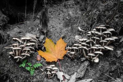 Close-up of autumn leaves on land