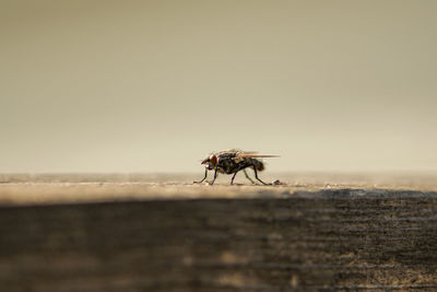 Close-up of fly