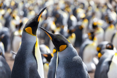 Close-up of penguins