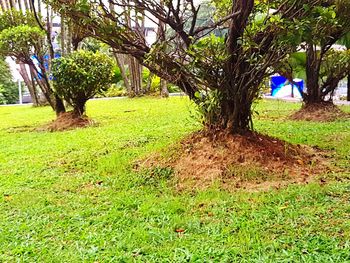 Trees on field