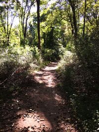 Trees in forest