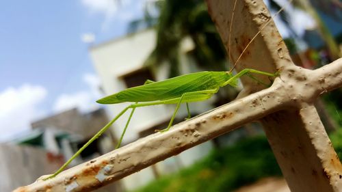 Close-up of insect on plant against sky