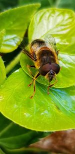 Close-up of bee on leaf