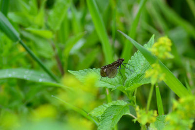 Close-up of insect on leaf