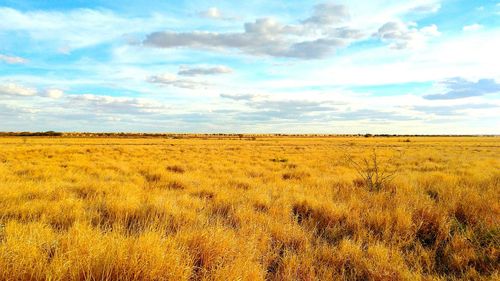 Scenic view of field against sky