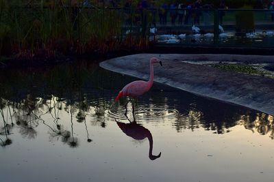 Bird in a lake